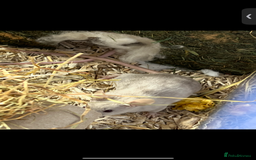 Mouse rodents for sale: 2 young female mice  - Advert 7