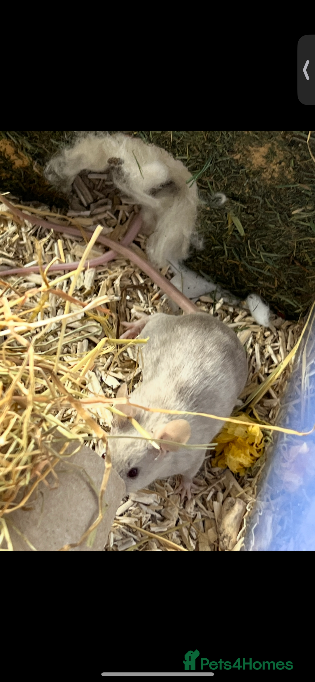 Mouse rodents for sale: 2 young female mice  - Advert 7