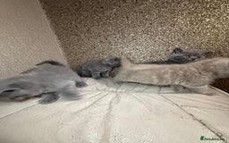 British Shorthair cats for sale: British Shorthair kitten  - Image 32