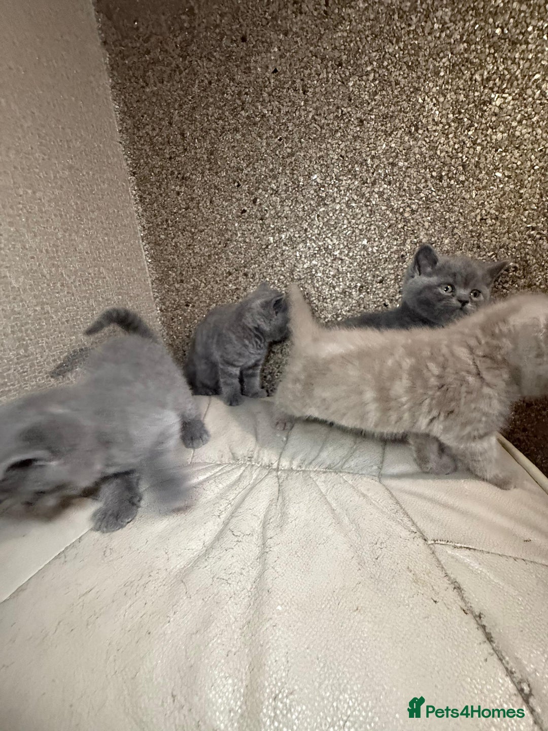 British Shorthair cats for sale: British Shorthair kitten  - Image 32