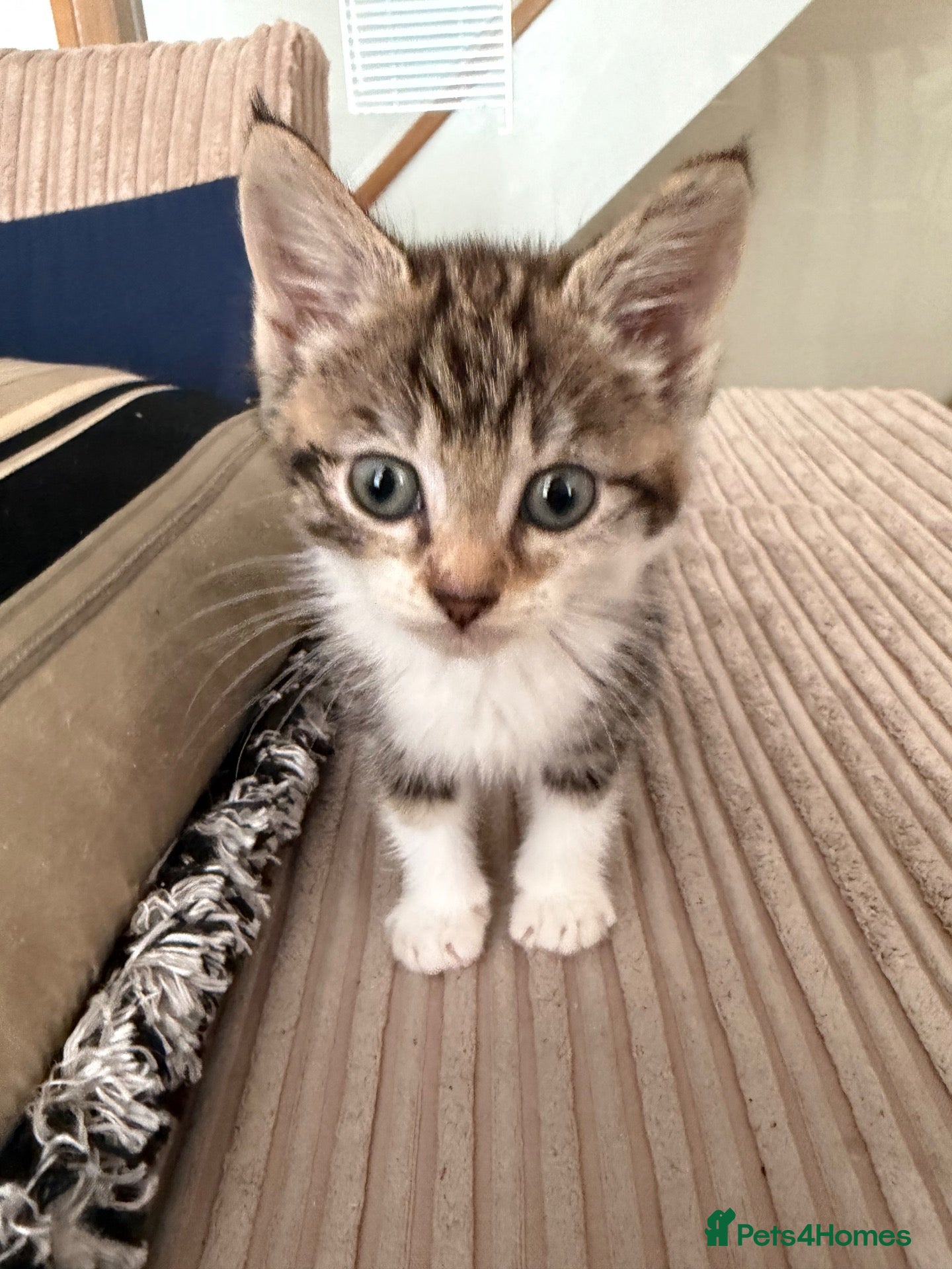Mixed Breed cats Beautiful little girl - Advert 7