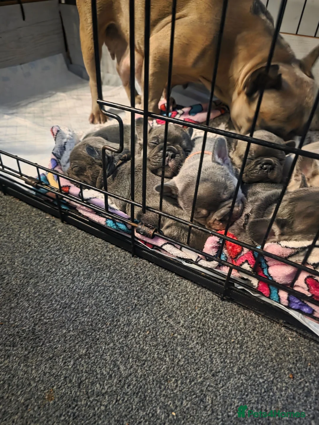 French Bulldog dogs for stud: For stud - Advert 5