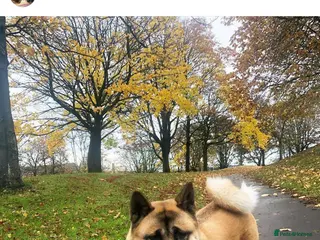 Akita dogs Beautiful female American akita - Advert 1