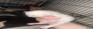 Mixed Breed Kitten 8
