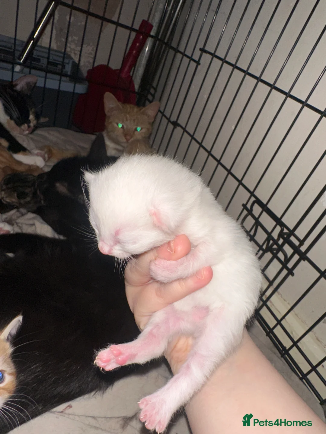 Mixed Breed cats for sale: Baby’s need a new loving home  - Advert 2