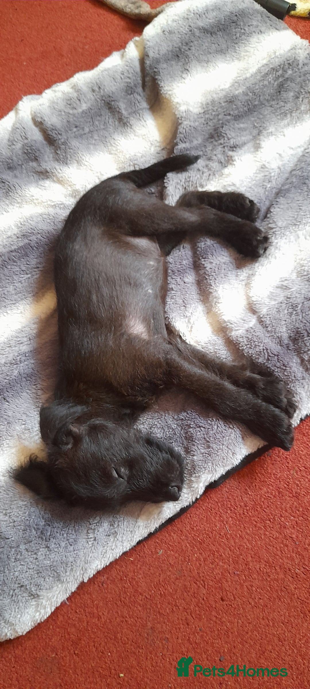 Patterdale Terrier dogs for sale: Beautiful female Patterdale puppy ready now - Image 9
