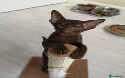 Oriental cats for sale: Stunning Orientals Chocolate (Havana)  - Image 1