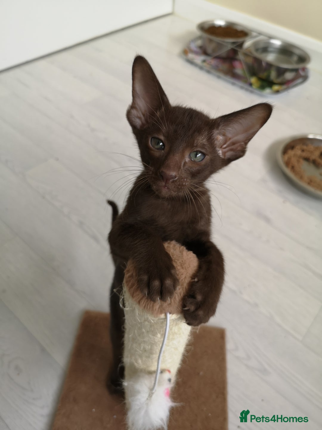 Oriental cats for sale: Stunning Orientals Chocolate (Havana)  - Image 1