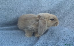 Mini Lop rabbits for sale: Purebred mini lops - Image 10