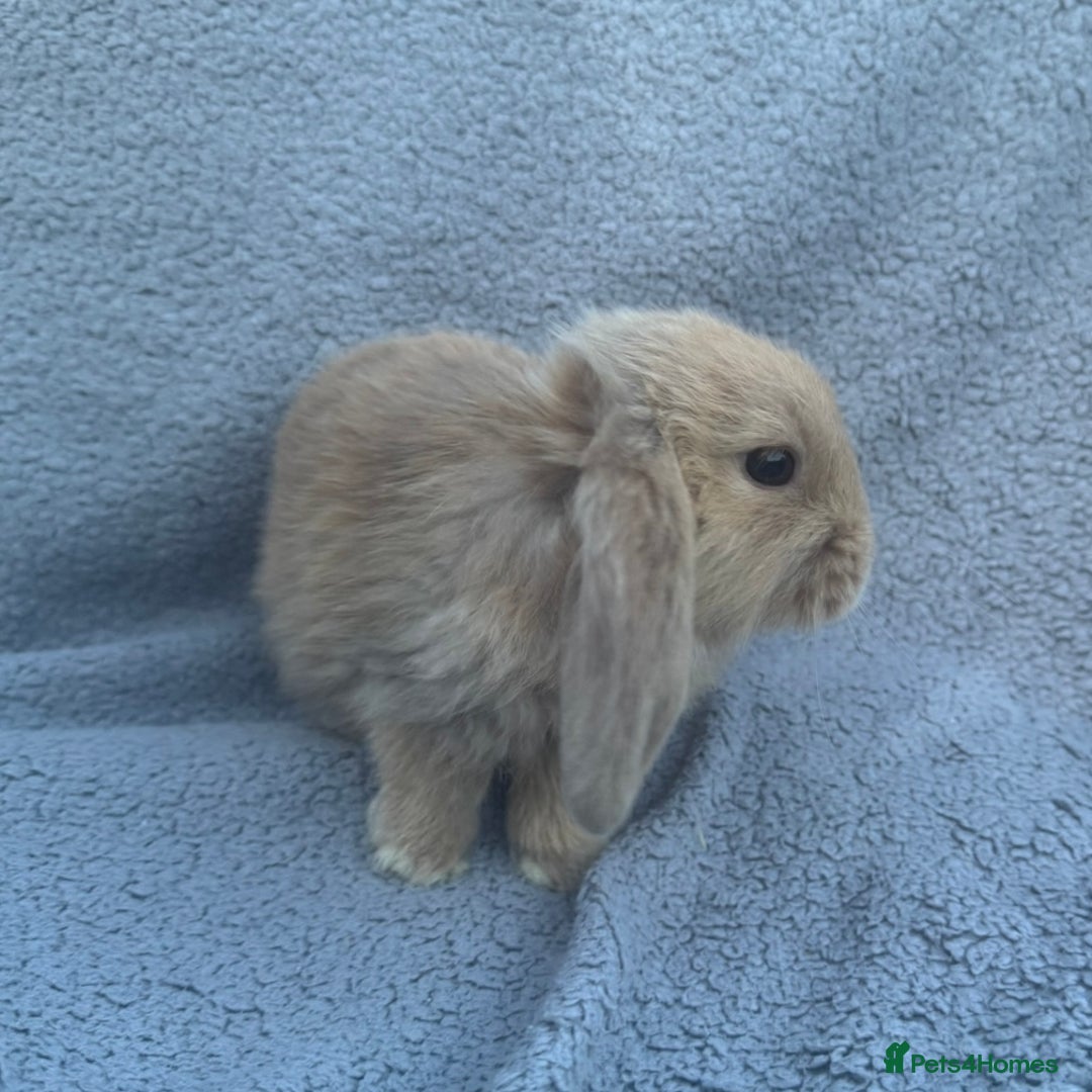 Mini Lop rabbits for sale: Purebred mini lops - Image 10