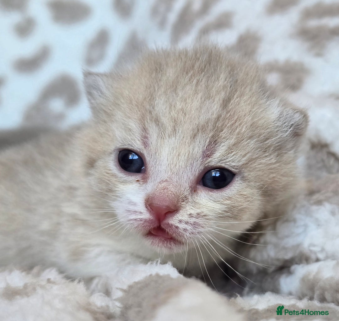 British Shorthair cats for sale: 1 BOY LEFT TICA reg BSH and BLH kittens - Advert 39