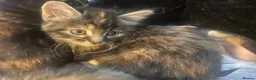 Mixed Breed cats for sale: 4 Kittens for sale in Corsham - Advert 10