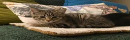 Mixed Breed cats for sale: Gorgeous 1/4 Bengal 1/4 Siberian Hypoallergenic! - Advert 3
