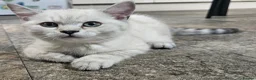 British Shorthair cats for sale: MUST GO GCCF Active British Shorthair Male  - Advert 2