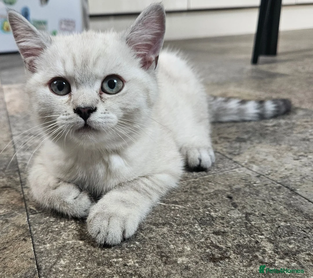 British Shorthair cats for sale: MUST GO GCCF Active British Shorthair Male  - Advert 2