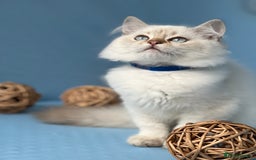 British Shorthair cats for sale: Stunning British sh/longhair kittens TICA - Image 17