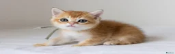British Shorthair cats for sale: Golden Blue and Golden BSH kittens - Advert 20