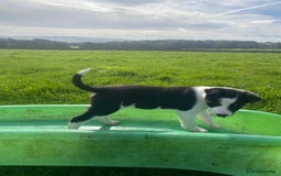 Border Collie dogs for sale: 6 border collie puppies  - Image 4