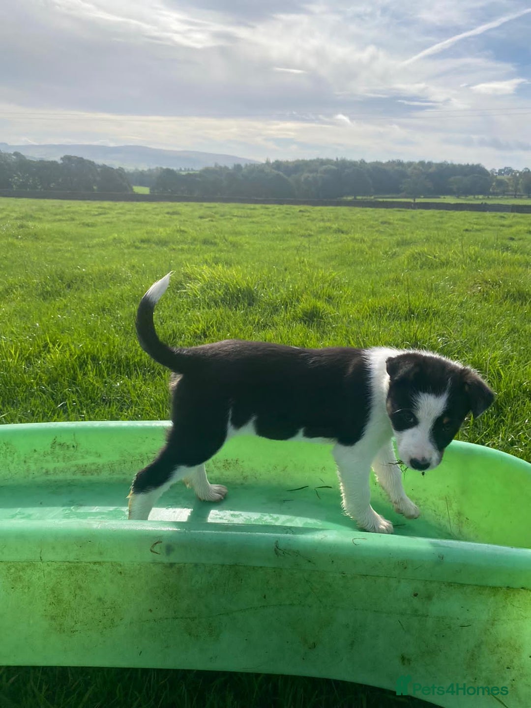 Border Collie dogs for sale: 6 border collie puppies  - Image 4