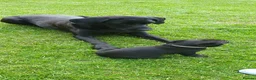 Labrador Retriever dogs for sale: KC FTCh Black Lab Boys - Elite Quality, Ready Now - Advert 7