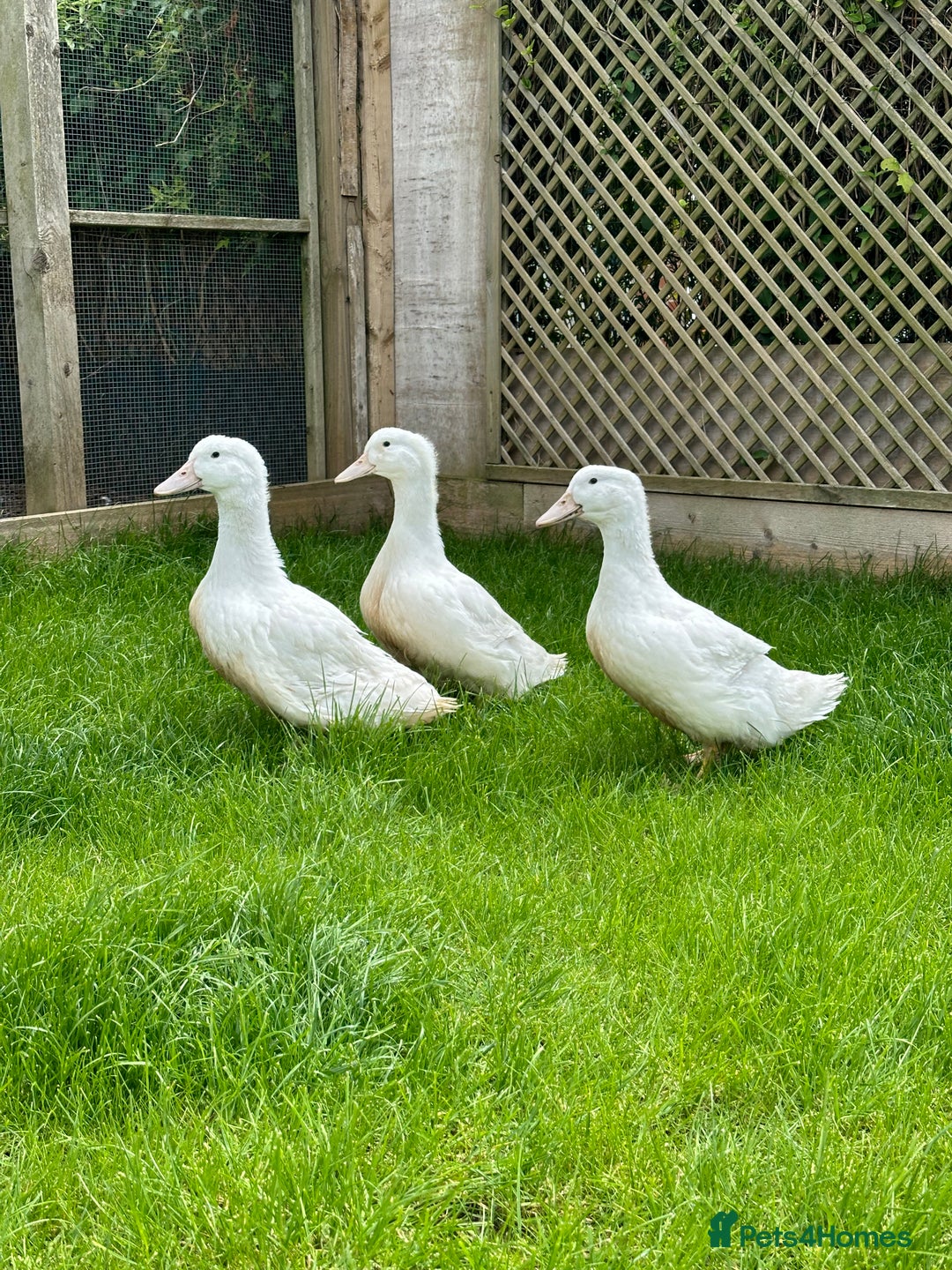 Ducks poultry for sale: Aylesbury duck hatching eggs  - Image 5
