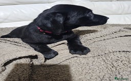Labrador Retriever dogs for sale: 2boys / 4 girls  READY TODAY FOR FOREVER HOMES - Image 8