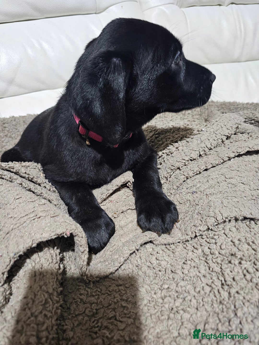 Labrador Retriever dogs for sale: 2boys / 4 girls  READY TODAY FOR FOREVER HOMES - Image 8