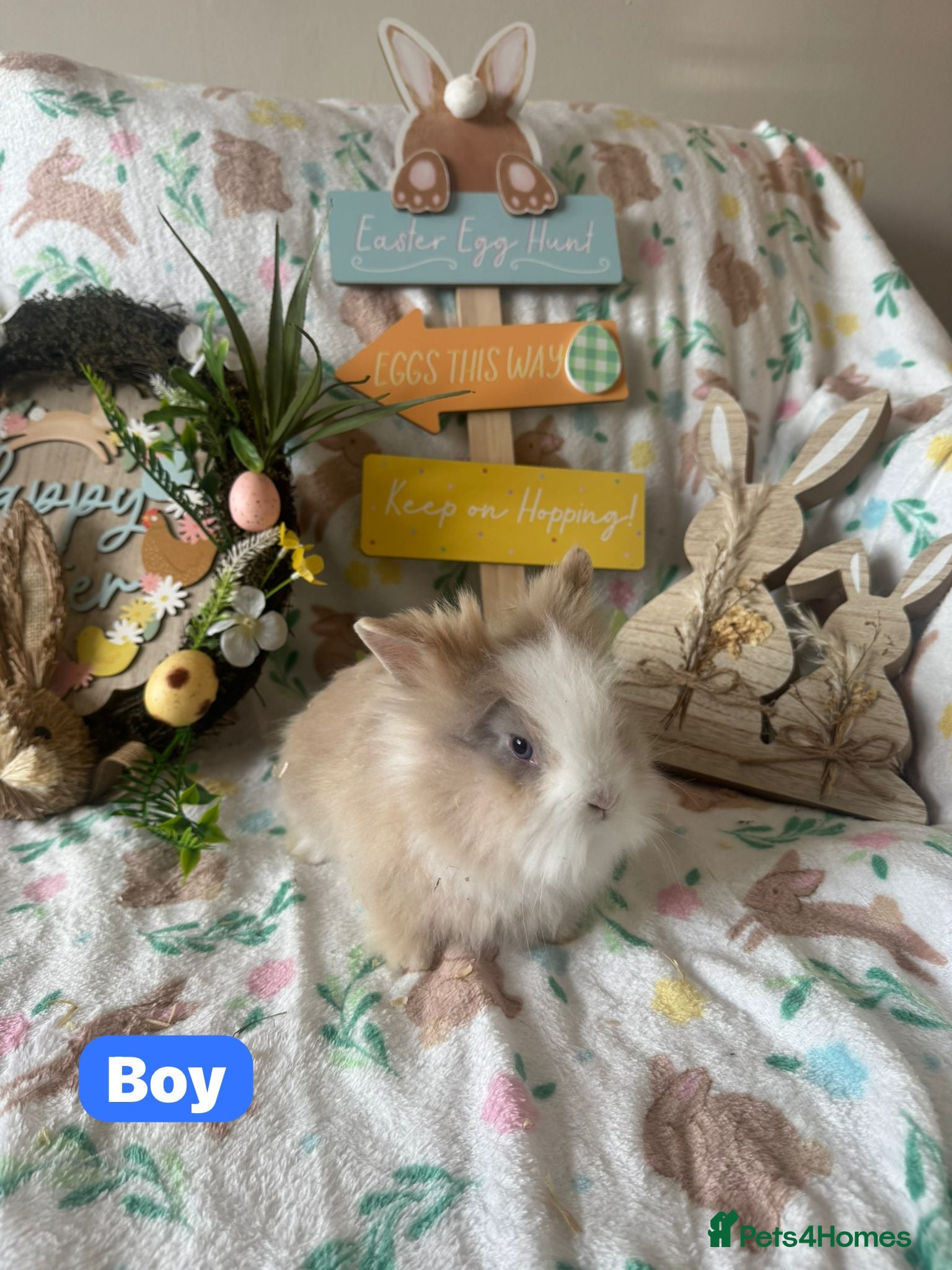 Lionhead rabbits ✨ READY TO LEAVE NOW- Lionhead Bunnies for sale ✨  - Advert 3
