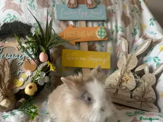 Lionhead rabbits ✨ READY TO LEAVE NOW- Lionhead Bunnies for sale ✨ - Advert 3