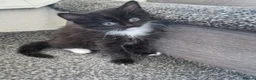 Mixed Breed cats for sale: Beautiful Kittens Looking for Loving Homes - Advert 3