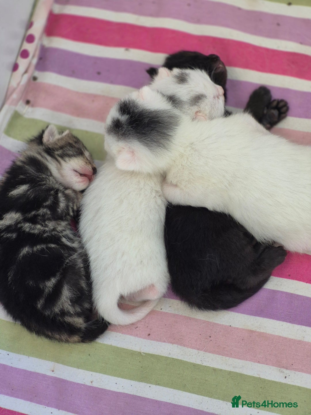 British Shorthair cats for sale: Boy kitten - Image 4