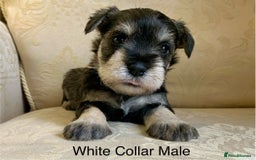 Miniature Schnauzer dogs for sale:  Kc Reg, BVA eye tested Mini schnauzer  - Image 9