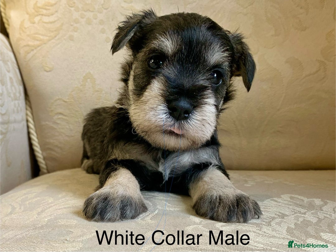 Miniature Schnauzer dogs for sale:  Kc Reg, BVA eye tested Mini schnauzer  - Image 9