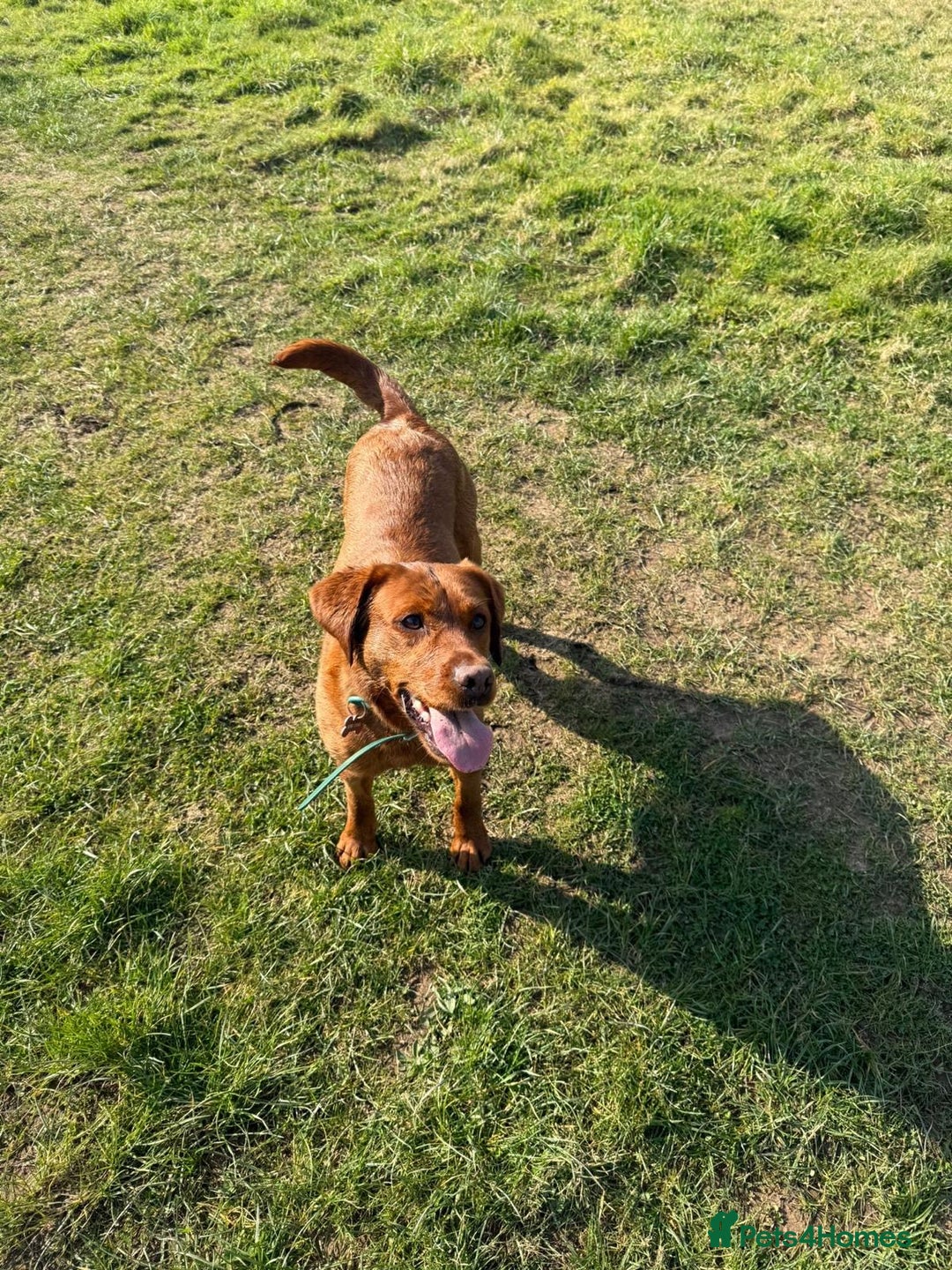 Labrador Retriever dogs for sale: Beautiful fox red Labrador  - Image 7