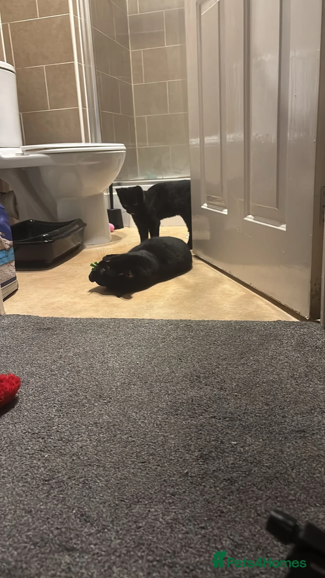 Bombay cats for sale: 2 male cats  in Dewsbury - Advert 3