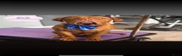 Dogue De Bordeaux dogs for sale: Bronson  - Advert 3