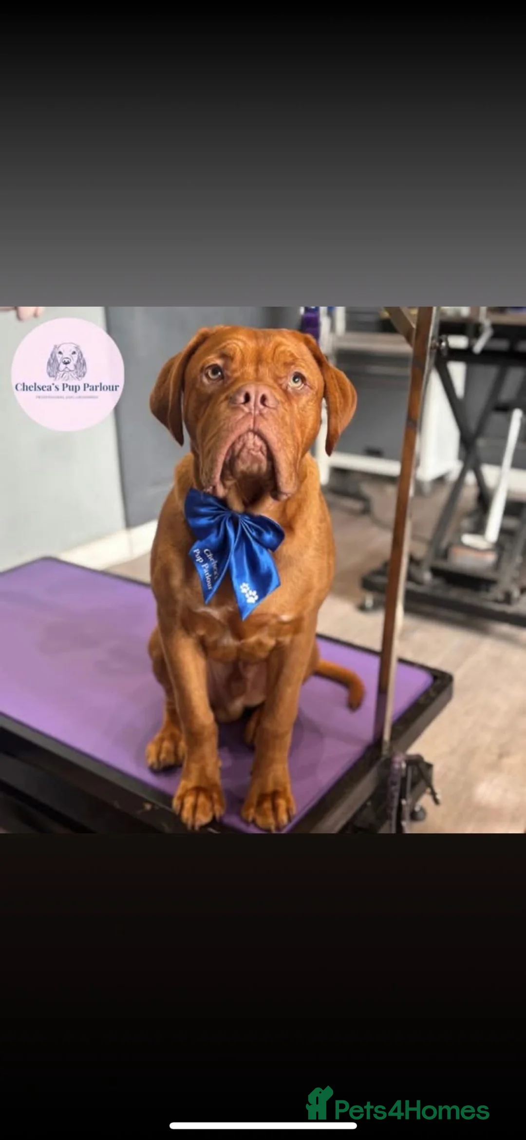 Dogue De Bordeaux dogs for sale: Bronson  - Advert 3