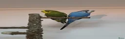 Budgerigars birds for sale: 2 Budgies PICO (blue) LEO (green) in Uxbridge - Advert 4