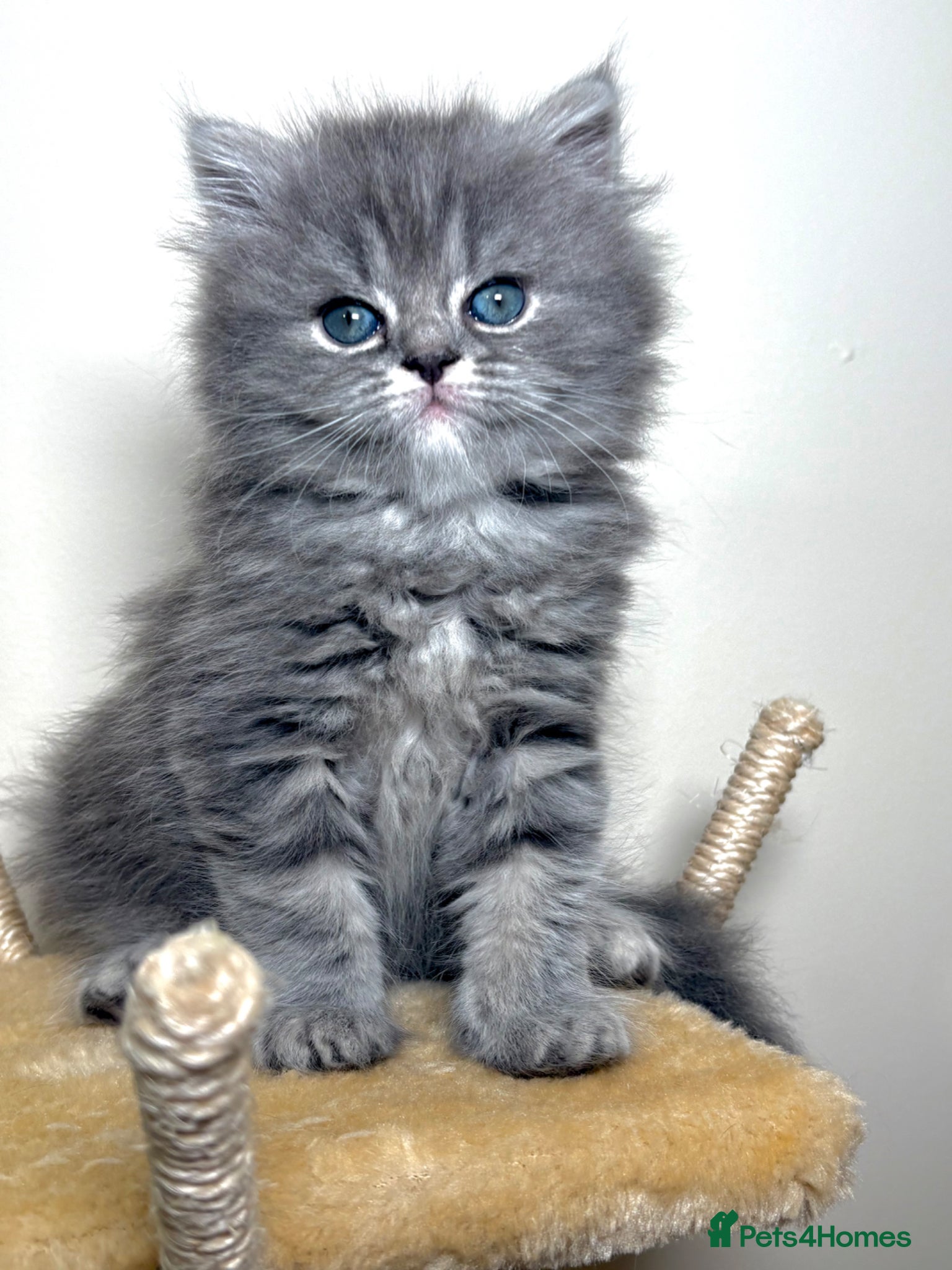 Persian cats Pure breed Rare Colors White Grey Persian Kitten - Advert 2