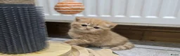 British Shorthair cats for sale: Beautiful Ginger Girl Tabby BSH Kitten - Advert 7