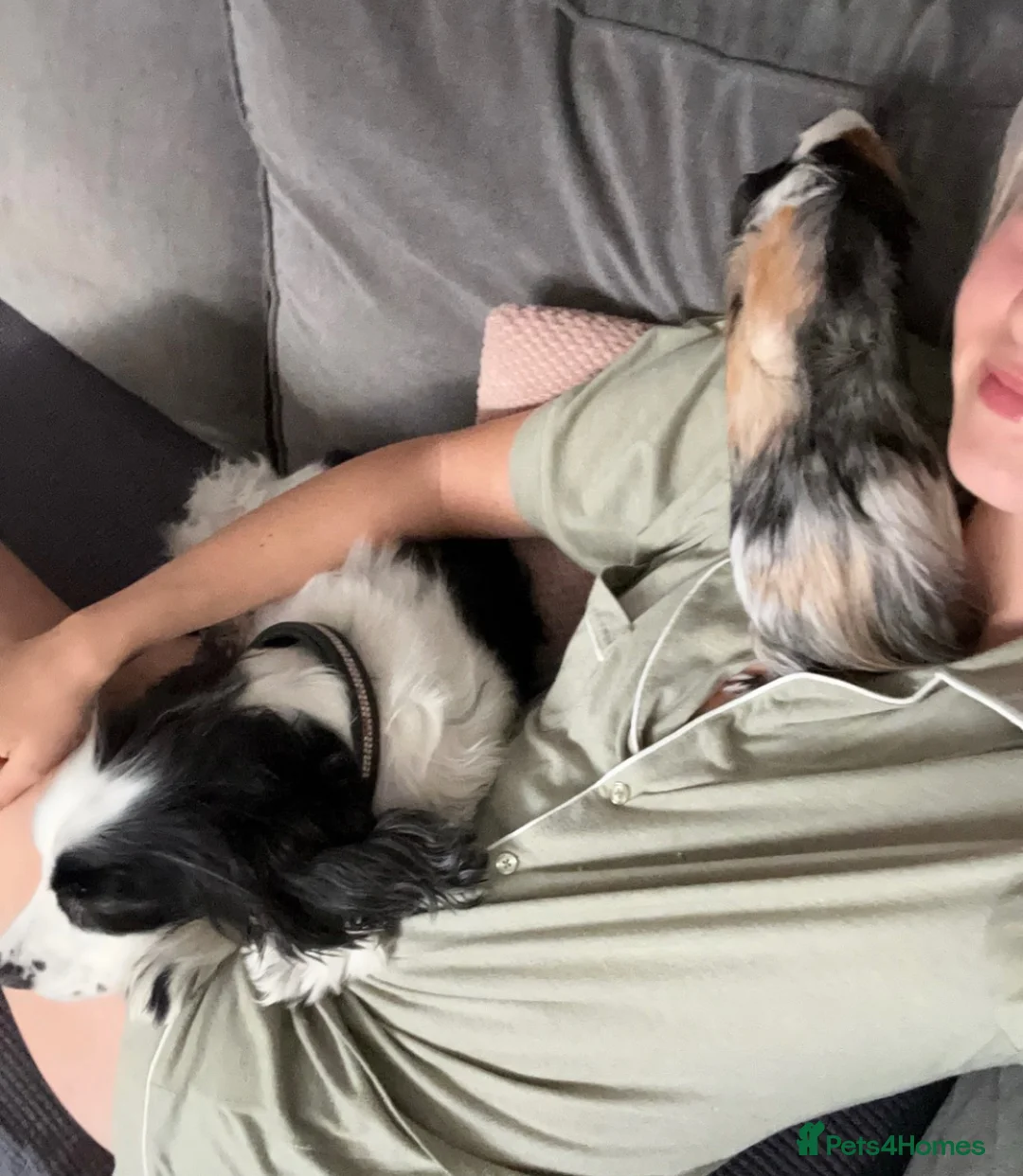 Guinea Pig rodents for sale: Singular male guinea pig looking for a new home - Advert 5