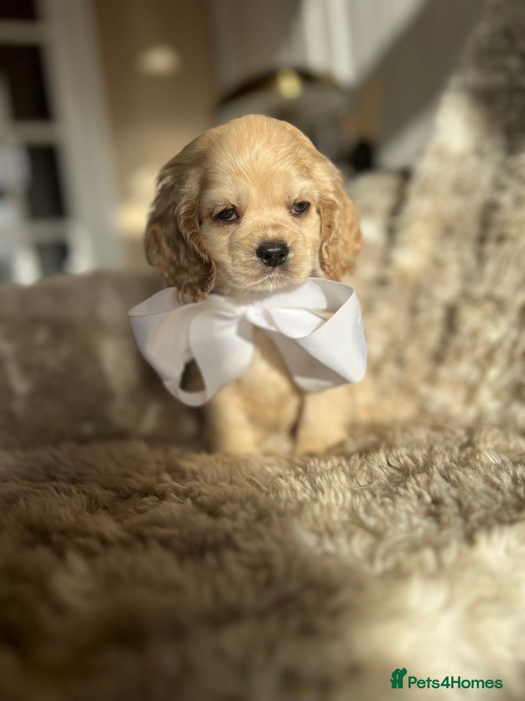 American Cocker Spaniel dogs for sale: American cocker  - Advert 4