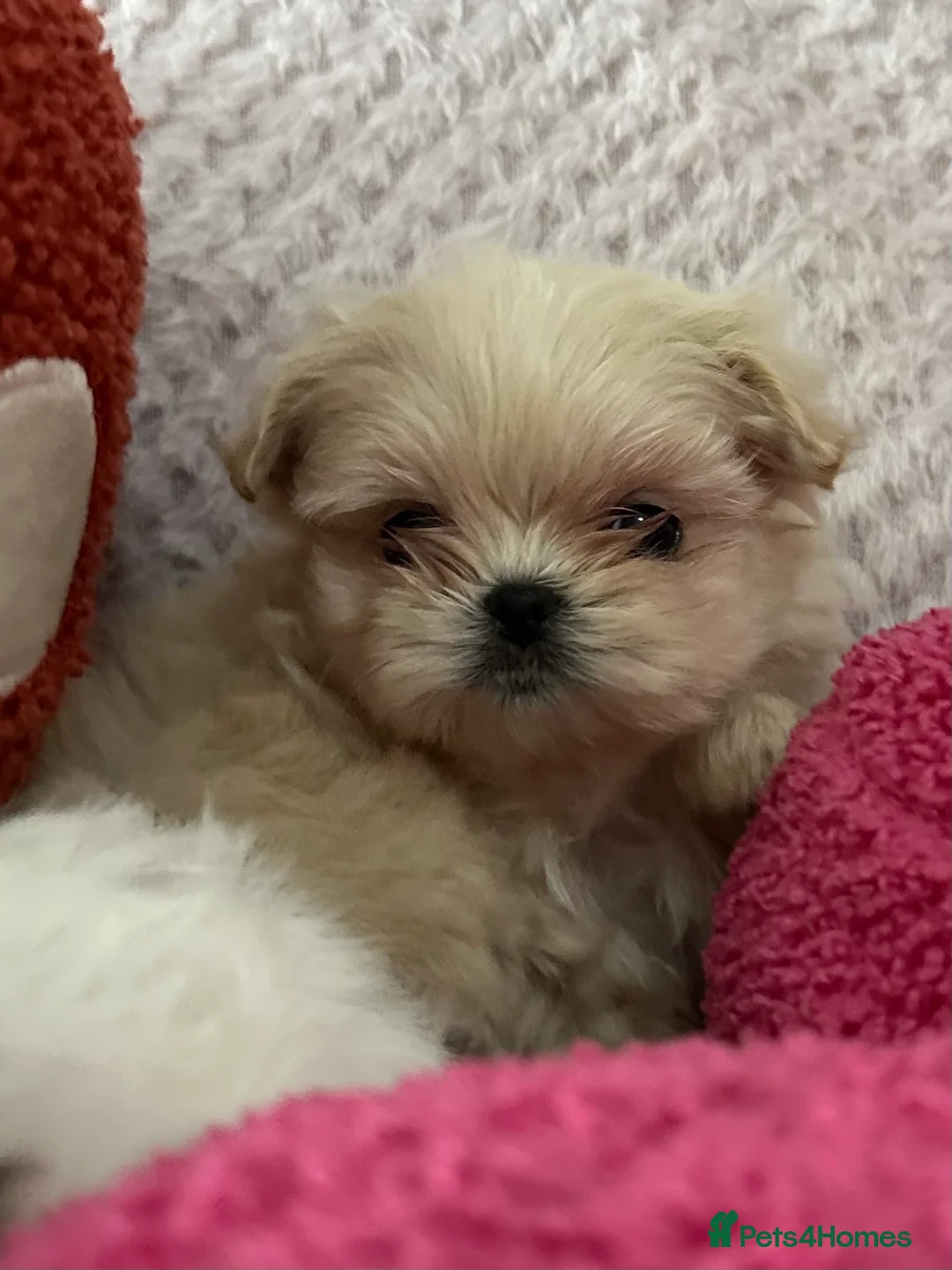 Shih Tzu dogs for sale: Imperial shihtzu puppies  - Advert 2
