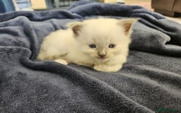Ragdoll cats for sale: 6 ragdoll kittens  - Image 30