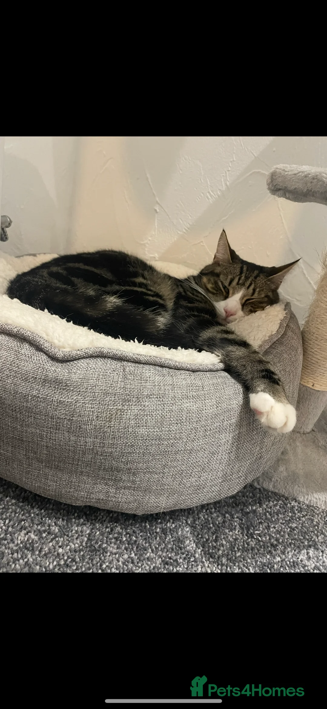 Mixed Breed cats for sale: Male cat - ready now  - Advert 3