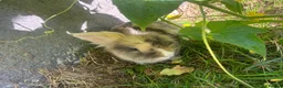Mixed Breed rabbits for sale: 3 beautiful rabbits  - Advert 3