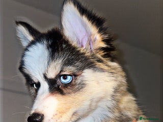 Pomsky dogs Family-Raised Pomsky Pups - Advert 2