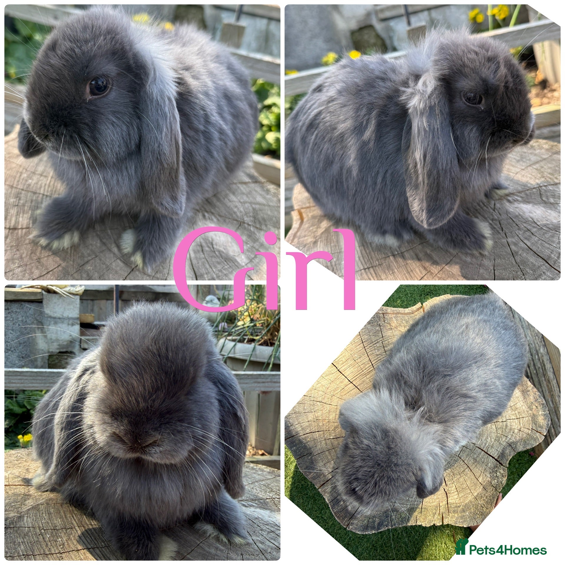 Mini Lop rabbits Baby Mini Lops Bunny Rabbits For Sale 8 Weeks  - Advert 2