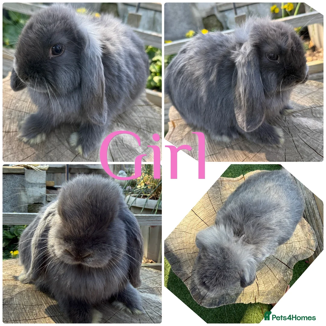 Mini Lop rabbits for sale: Baby Mini Lops Bunny Rabbits For Sale 8 Weeks  - Advert 2