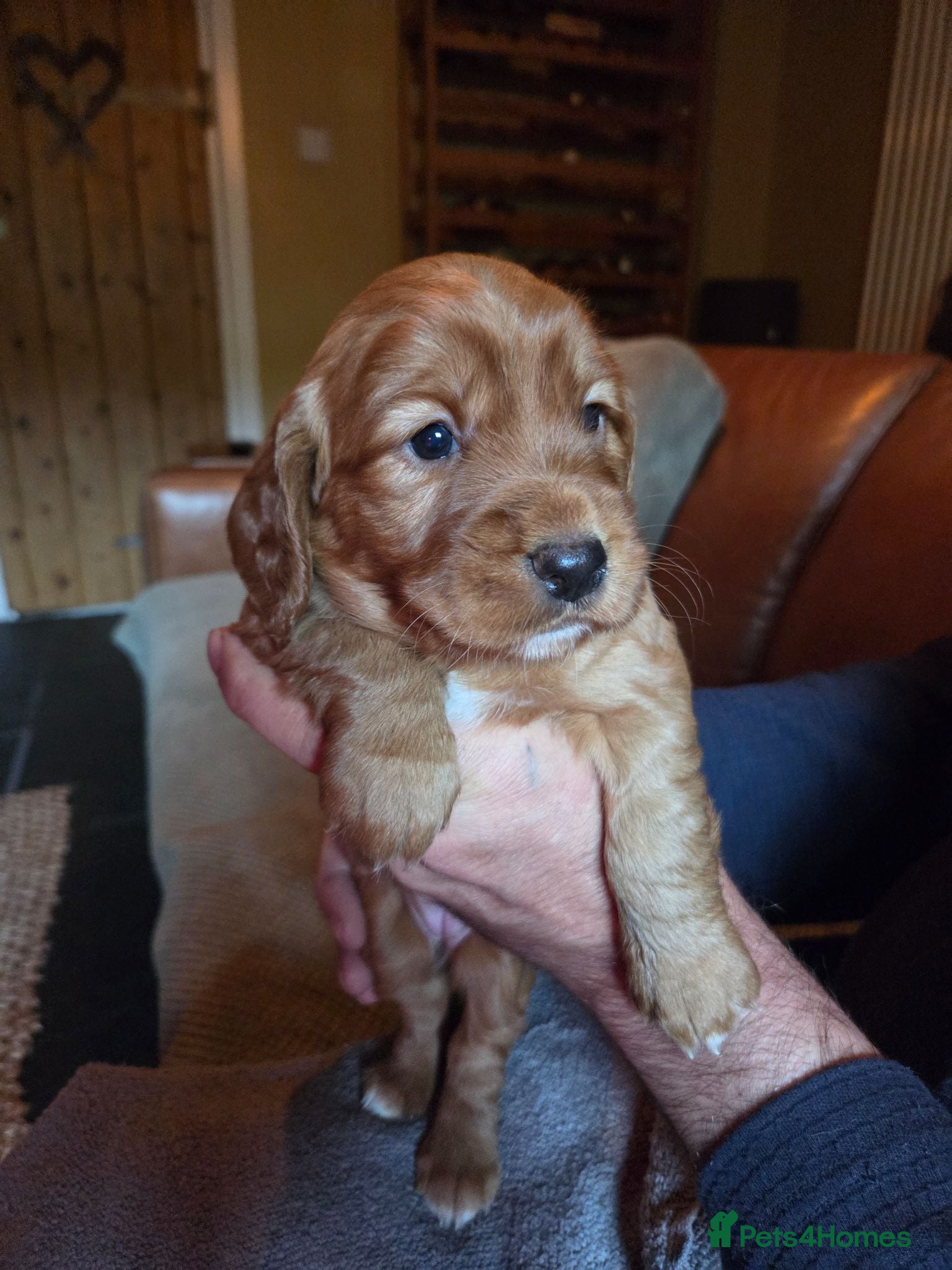 Cocker Spaniel dogs Working Cocker Spaniel Puos - Advert 1